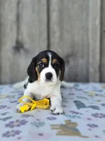 Sunny, a female Beaglier for sale in Preston, MD – 6 of 7