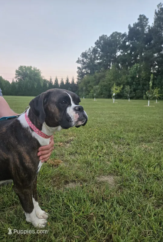Miss Bev – Boxer puppy for sale in Preston, MD