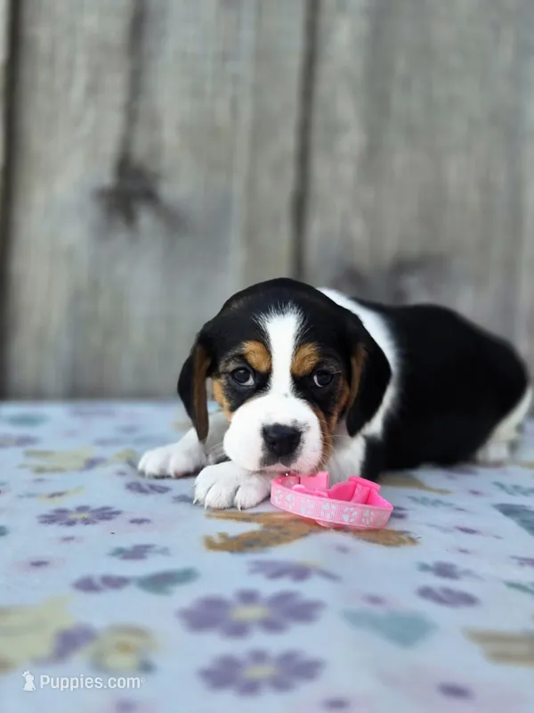 Lucy – Beaglier puppy for sale in Preston, MD
