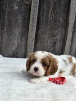 Oliver, a male Cavalier King Charles Spaniel for sale in Preston, MD – 2 of 5
