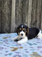 Duke, a male Beaglier for sale in Preston, MD – 2 of 6