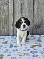 Bella, a female Beaglier for sale in Preston, MD – 4 of 6