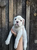 Zora, a female Boxer for sale in Preston, MD – 2 of 6