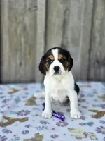 Bella, a female Beaglier for sale in Preston, MD – 5 of 6