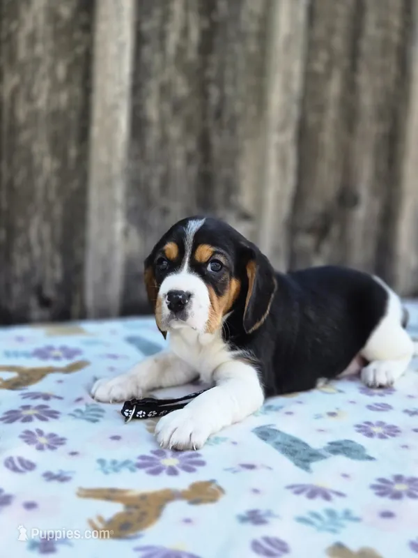Duke – Beaglier puppy for sale in Preston, MD