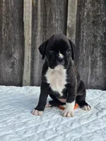 Nova, a female Boxer for sale in Preston, MD – 4 of 7