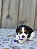 Bella, a female Beaglier for sale in Preston, MD – 6 of 6