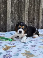 Chase, a male Beaglier for sale in Preston, MD – 4 of 7