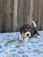 Chase, a male Beaglier for sale in Preston, MD – 5 of 7
