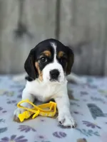 Sunny, a female Beaglier for sale in Preston, MD – 5 of 7