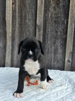 Nova, a female Boxer for sale in Preston, MD – 3 of 7