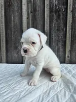 Zora, a female Boxer for sale in Preston, MD – 3 of 6