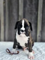 Jack, a male Boxer for sale in Preston, MD – 5 of 8