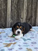Chase, a male Beaglier for sale in Preston, MD – 3 of 7