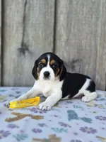 Sunny, a female Beaglier for sale in Preston, MD – 4 of 7