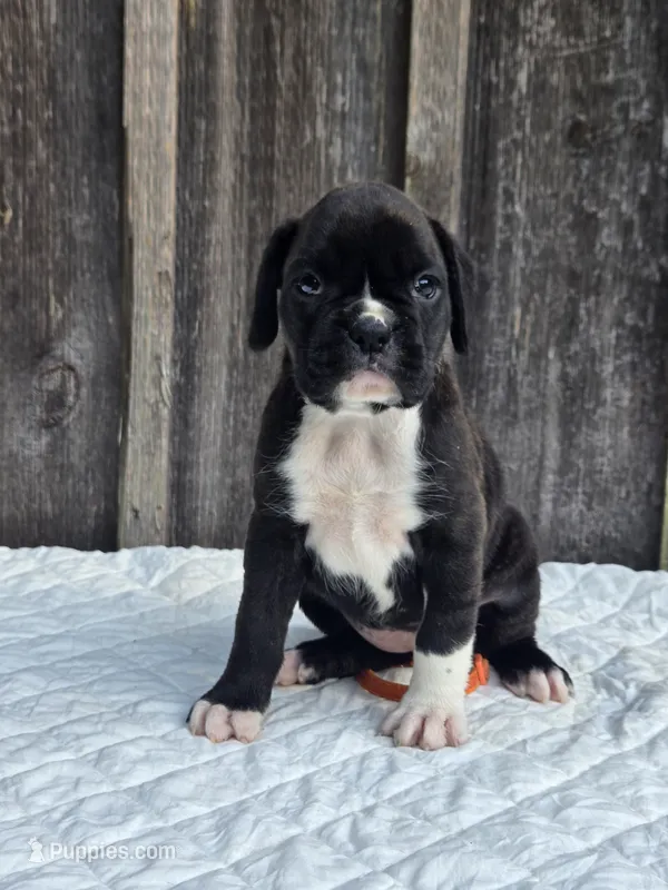 Nova – Boxer puppy for sale in Preston, MD