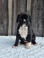 Nova, a female Boxer for sale in Preston, MD – 1 of 7