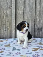 Bella, a female Beaglier for sale in Preston, MD – 2 of 6