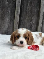 Oliver, a male Cavalier King Charles Spaniel for sale in Preston, MD – 4 of 5