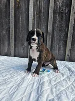 Max, a male Boxer for sale in Preston, MD – 4 of 7