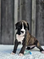 Max, a male Boxer for sale in Preston, MD – 6 of 7
