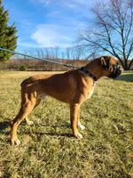 Max, a male Boxer for sale in Preston, MD – 7 of 7