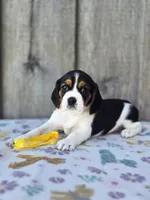 Sunny, a female Beaglier for sale in Preston, MD – 2 of 7