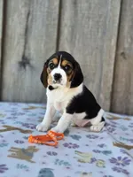 Poppy, a female Beaglier for sale in Preston, MD – 5 of 7