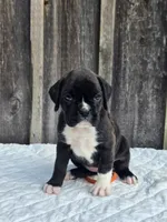 Nova, a female Boxer for sale in Preston, MD – 6 of 7