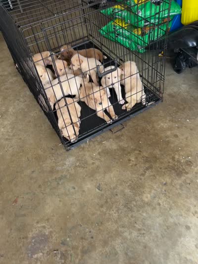 New puppies , a female Goldendoodle for sale in Memphis, TN – 2 of 2
