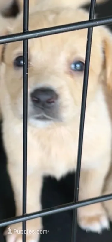 New puppies  – Goldendoodle puppy for sale in Memphis, TN