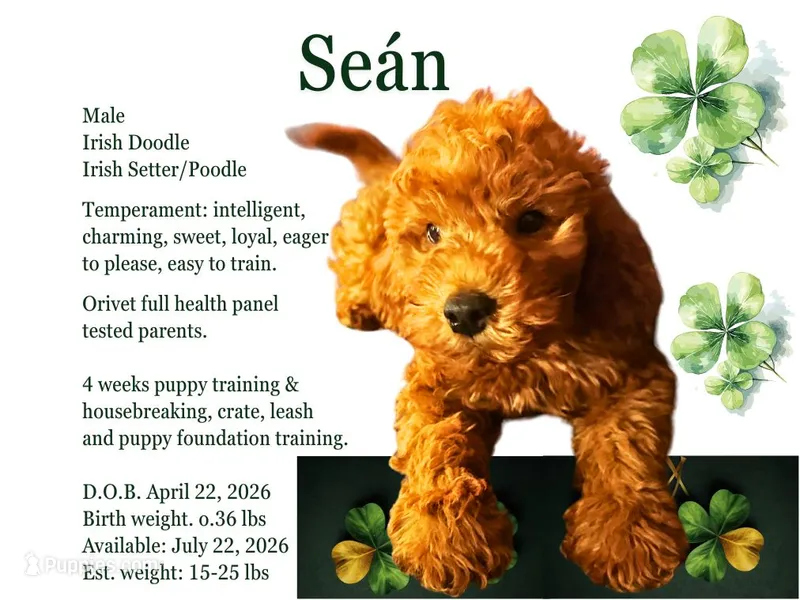 Seán – Irish Doodle puppy for sale in Covington, WA