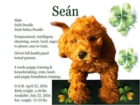 Seán, a male Irish Doodle for sale in Covington, WA – 1 of 7