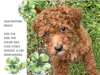 Seán, a male Irish Doodle for sale in Covington, WA – 6 of 7