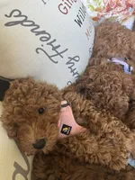 Irish Doodle, house trained, a female Irish Doodle for sale in Redmond, WA – 4 of 9