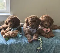 Irish Doodle, house trained, a female Irish Doodle for sale in Redmond, WA – 5 of 9