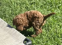 Sean, a male Irish Doodle for sale in Grove, OK – 3 of 4