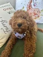 Irish Doodle,  house trained, a female Irish Doodle for sale in Redmond, WA – 6 of 8