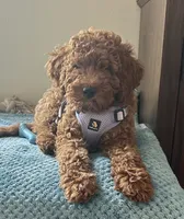 Irish Doodle,  house trained, a female Irish Doodle for sale in Redmond, WA – 2 of 8