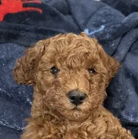 Sean, a male Irish Doodle for sale in Grove, OK – 2 of 4