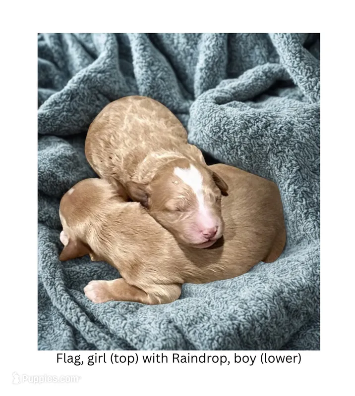 Flag – English Goldendoodle, Miniature Goldendoodle puppy for sale in Cedar Park, TX