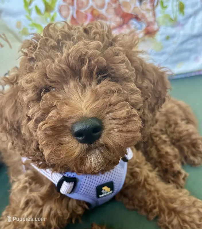 Irish Doodle,  house trained – Irish Doodle puppy for sale in Redmond, WA