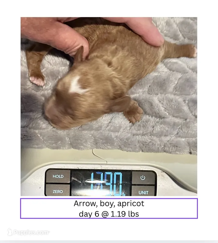 Arrow – English Goldendoodle, Miniature Goldendoodle puppy for sale in Cedar Park, TX