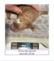Arrow, a male English Goldendoodle and Miniature Goldendoodle for sale in Cedar Park, TX – 1 of 4