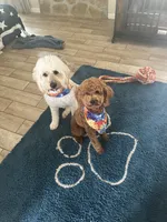 Mini Goldendoodle, a female Irish Doodle and Miniature Goldendoodle for sale in Cedar Park, TX – 2 of 2