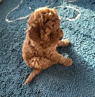 Sinéad - Toy Irish Doodle - puppy trained, a female Irish Doodle for sale in Covington, WA – 2 of 8
