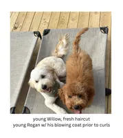 Arrow, a male English Goldendoodle and Miniature Goldendoodle for sale in Cedar Park, TX – 3 of 4
