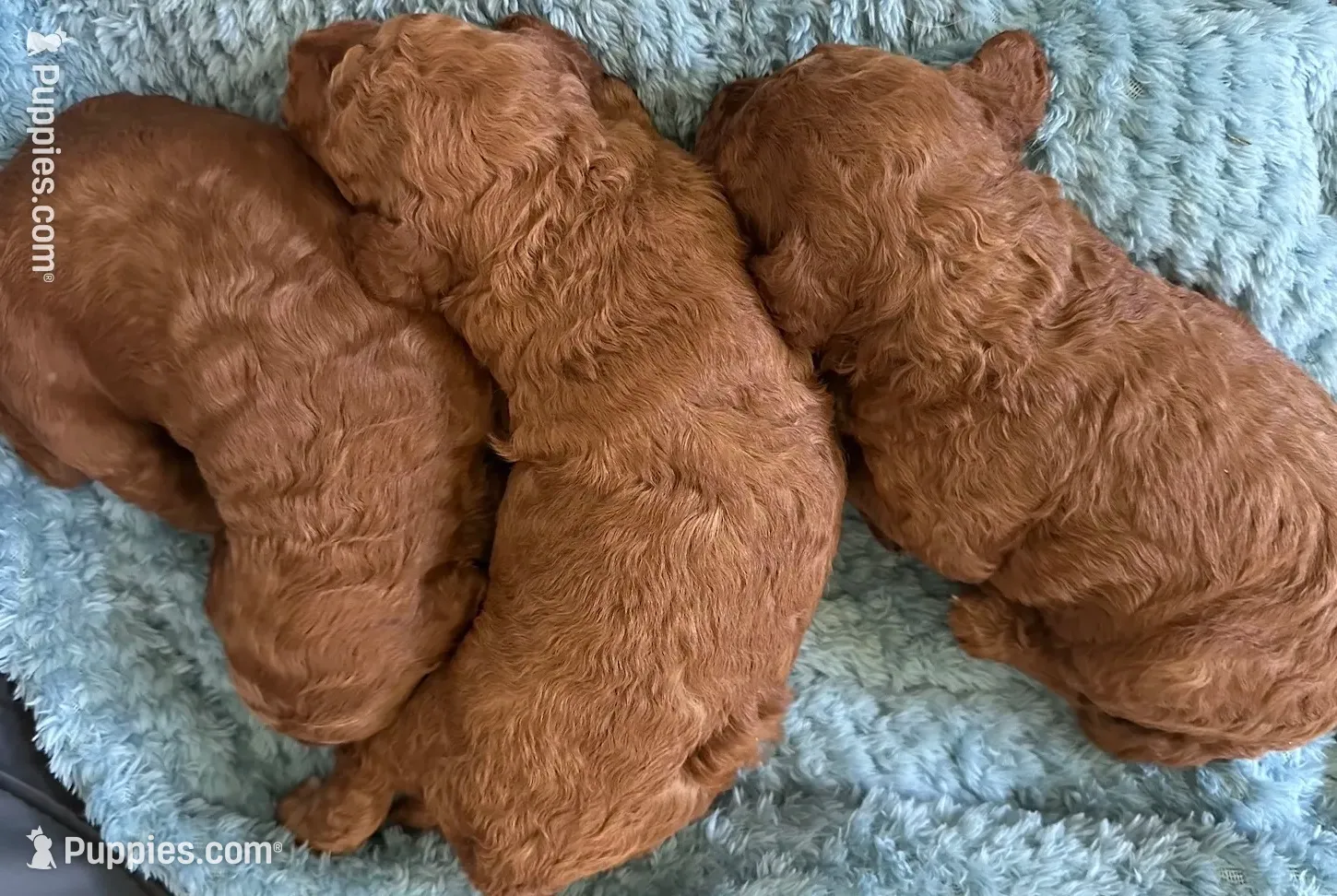 Seán, a male Irish Doodle for sale in Covington, WA – 4 of 7