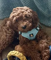 Irish Doodle, house trained, a male Irish Doodle for sale in Redmond, WA – 3 of 9