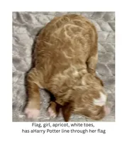 Flag, a female English Goldendoodle and Miniature Goldendoodle for sale in Cedar Park, TX – 2 of 5